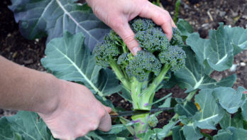 3x broccoli: groen, winter en vast
